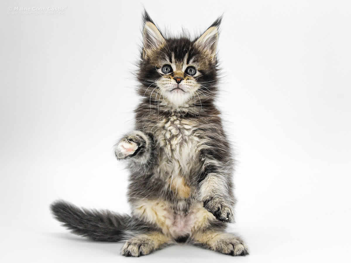 Adele of Maine Coon Castle 7 Wochen alt black-silver-torbie/ticked Maine Coon Kitten