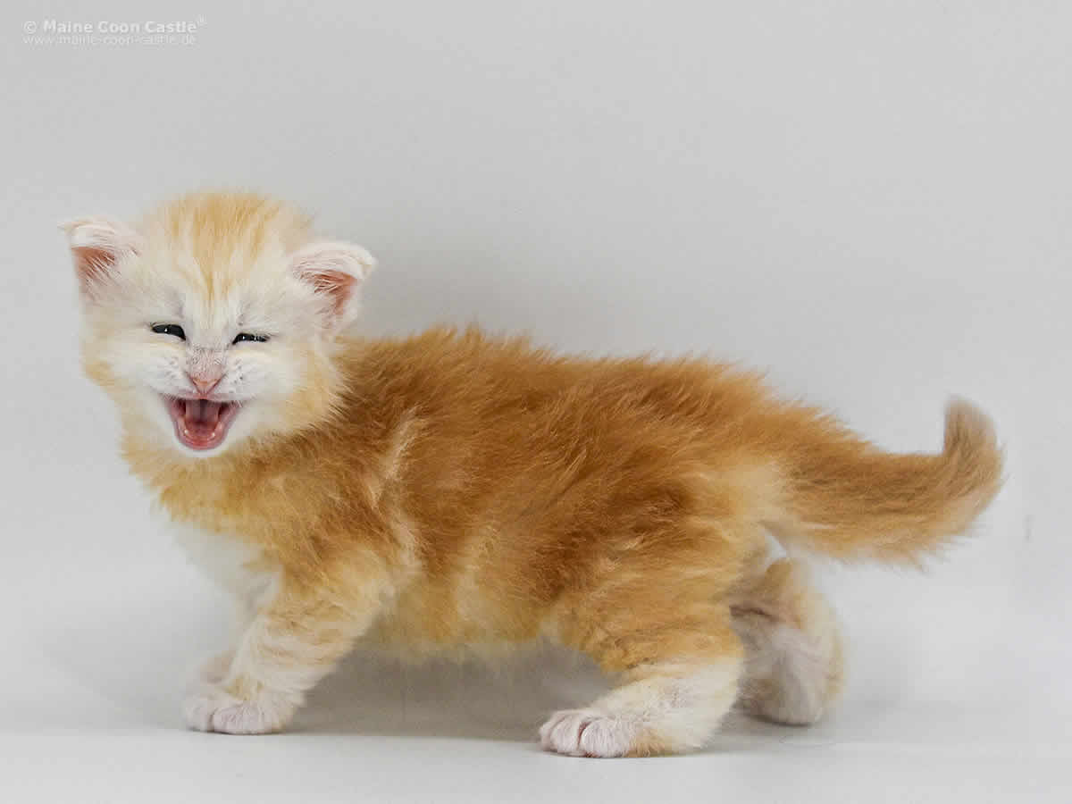 Alex of Maine Coon Castle 4 Wochen alt red-silver-tabby/classic Maine Coon Baby