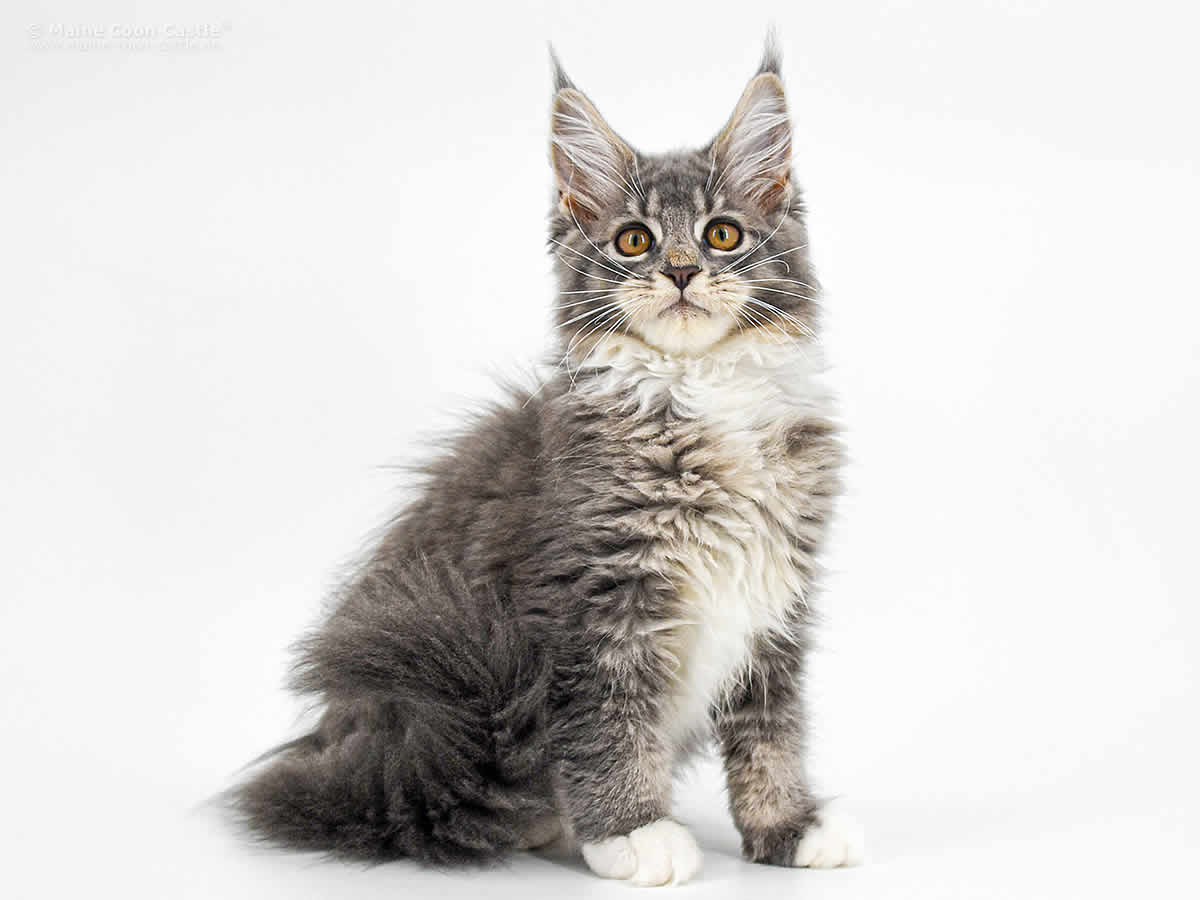 Bella of Maine Coon Castle 14 Wochen alt blue-tabby-white/ticked Maine Coon Baby