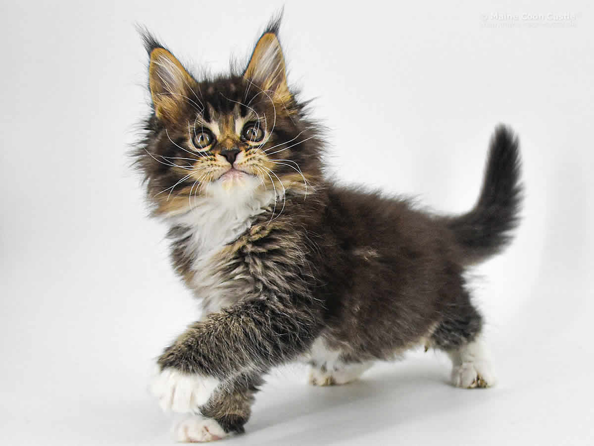 Bertha of Maine Coon Castle 8 Wochen alt black-tabby-white/ticked Maine Coon Baby