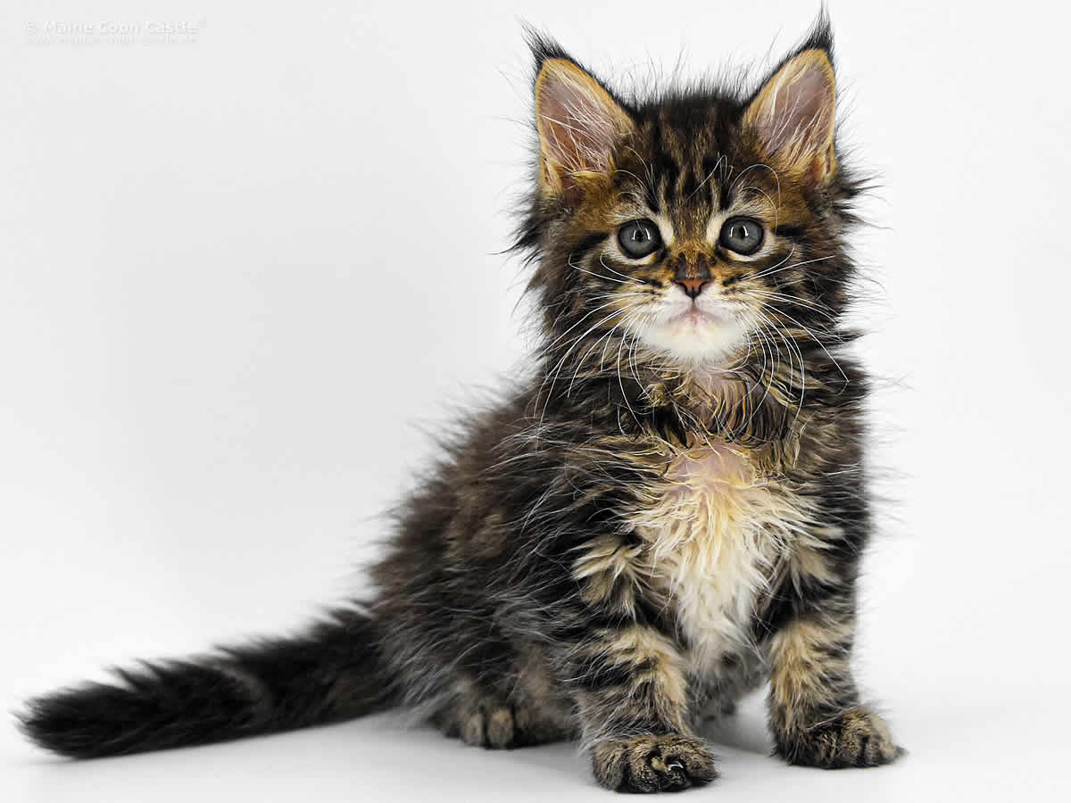 Betsy of Maine Coon Castle 7 Wochen alt black-tabby/classic Maine Coon Baby