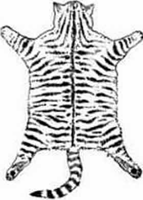 mackerel getigert Fellzeichnung Tabby Mackerel