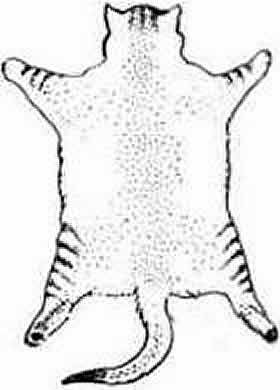 ticked gestichelt Fellzeichnung Tabby Ticked