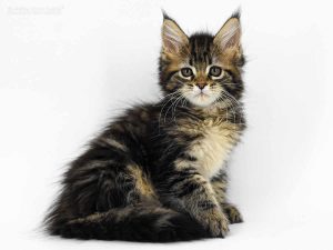 Betsy of Maine Coon Castle 10 Wochen