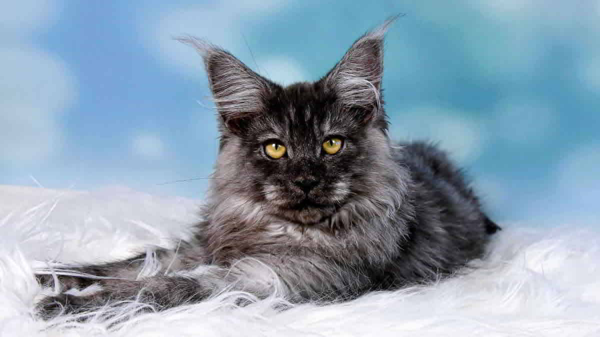 Franky 15 Wochen Alt 1200