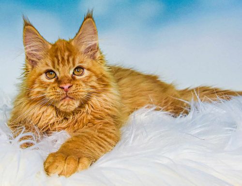 Maine Coon Charakter