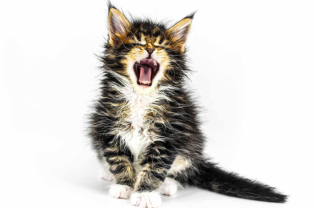 Wundervolle Maine Coon Kitten suchen Sie